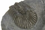 Scabriscutellum Trilobite - Nice Shell Detail #312798-5